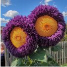 Yellow Purple Enchanting Giant Teddy Bear Sunflower Seeds 50pcs
