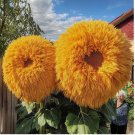 Yellow Enchanting Giant Teddy Bear Sunflower Seeds 50pcs
