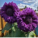Purple Enchanting Giant Teddy Bear Sunflower Seeds 50pcs