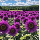 Purple Sunflower Seeds - Field ‘Violet Glow’ 50pcs