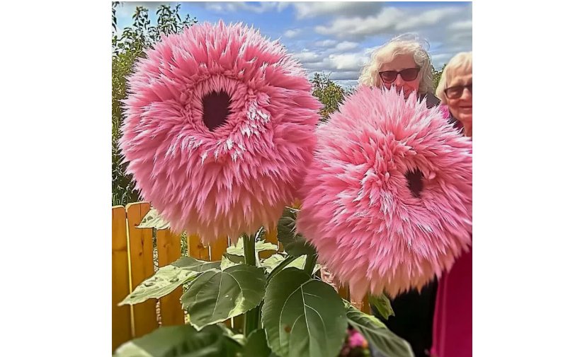 Pink Giant Teddy Bear Sunflower Seeds 50pcs