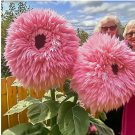 Pink Giant Teddy Bear Sunflower Seeds 50pcs