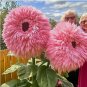 Pink Giant Teddy Bear Sunflower Seeds 50pcs