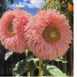 Pink Giant Teddy Bear Sunflower Seeds 50pcs