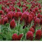 Crimson Clover Dixie (Trifolium Incarnatum) seeds (Non-GMO) Inoculated 300 Seeds