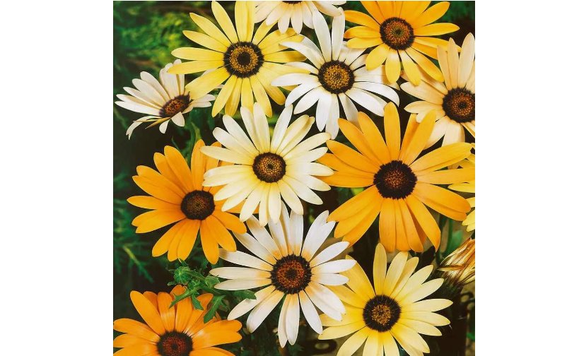 African Daisy - Mix Seeds (Dimorphotheca Aurantiaca) Flower Seeds USA SELLER100 Seeds