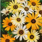 African Daisy - Mix Seeds (Dimorphotheca Aurantiaca) Flower Seeds USA SELLER100 Seeds