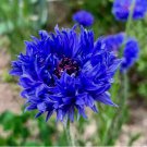 200  Cornflower Seeds (Centaurea Cyanus) | wildflower Seeds | USA SELLER
