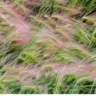 Foxtail Barley (Hordeum Jubatum) Seeds -ORNAMENTAL GRASS SEEDS 25 Seeds