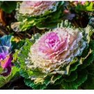 Kale Seeds, Ornamental Kale (Brassica Oleracea) seeds NON-GMO 25 Seeds