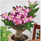5 Mixed Color Desert Rose Seeds |Seeds | Adenium Obesum | USA