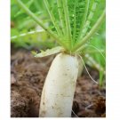 Daikon Radish Seeds - Heirloom | Non GMO, Daikon Japanese | USA 100+ Seeds