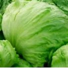 ICEBERG BATAVIAN LETTUCE SEEDS (Lactuca sativa) | Non-GMO 1200+ Seeds