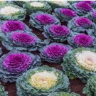 25 Ornamental Cabbage Seeds (Brassica Oleracea)