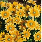 Rudbeckia Hirta Seeds - Green Eyes | Wildflower Attracts Pollinators 25+Seeds