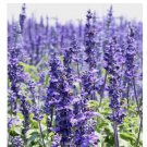 HYSSOP SEEDS - officinalis Perennial Hummingbird Plant & Medicinal Non-GMO 800+ Seeds