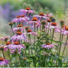 PURPLE CONEFLOWER SEEDS -Echinacea Perennial Pollinator Flowers NON-GMO 100+ Seeds