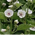 Marshmallow Seeds - Althea officinalis || NON-GMO 100+Seeds