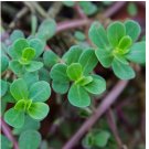 Green Purslane Seeds - HEIRLOOM, NON-GMO | USA 2000 Seeds