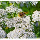 Yarrow Seeds WHITE (Achillea millefolium) - Perennial Non-GMO Pollinators 2000+ Seeds