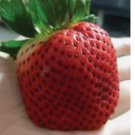 Giant Strawberry seeds | Junebearing - Fragaria spp. USA 10+ Seeds