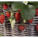 Mixed strawberry seeds | Everbearing - Fragaria, Fruit seeds - USA 25++ Seeds