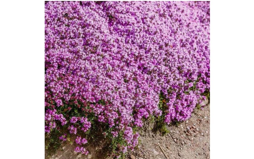 Creeping Thyme Seeds, (Thymus Serpyllum) Perennial & Purple Groundcover 1000+ Seeds