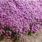 Creeping Thyme Seeds, (Thymus Serpyllum) Perennial & Purple Groundcover 1000+ Seeds