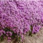 Creeping Thyme Seeds, (Thymus Serpyllum) Perennial & Purple Groundcover 1000+ Seeds