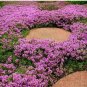 Creeping Thyme Seeds, (Thymus Serpyllum) Perennial & Purple Groundcover 1000+ Seeds