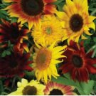 Sunflower Seeds, All Sorts Mix, Mixture | Flower seeds, Non-GMO USA 25= Seeds