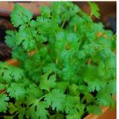 Cilantro / CORIANDER Seeds | Heirloom - Non-GMO | Herb Seeds - USA 200+ Seeds