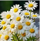 Alaska Shasta Daisy Seeds Hardy Perennial Garden Flowers USA 500+ Seeds