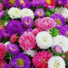 Creco China Aster Seeds Mix Cut Flower Seeds Garden USA 500+ Seeds