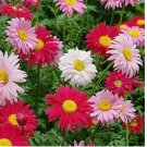 SingleChina Aster Seeds Mix Colorful Daisy-like Garden Flowers Seeds USA 500+ Seeds