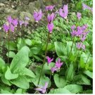 Midland Shooting Star Wildflower seeds Native American Cowslip Bird Bills USA 50+ Seeds