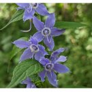 Tall Bellflower Seeds Campanula americana Native American WildBellflower USA 500+ Seeds