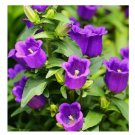 Purple Tussock Bellflower Seeds Perennial Carpathian Bellflower USA 2000+ Seeds