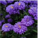 New England Aster Seeds Purple Perennial Native Wildflower USA 500+ Seeds