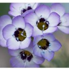 Bird’s eye flower seeds Desert Loving Wildflowers Seeds Lavender Blooms USA 1000+ Seeds