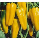 Golden Marconi Sweet Pepper Seeds  Vegetable Garden NON-GMO 50+ Seeds