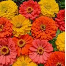 100+ Fruity Beauty Zinnia Seeds  Flower Elegans CUT FLOWERS