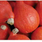 Red Kuri Squash Red Uchiki Japanese Orange Hokkai HEIRLOOM NON-GMO 5 Ct Red Kuri Squash Red Uchiki Japanese Orange Hokkai HEIRLOOM NON-GMO 5 Ct