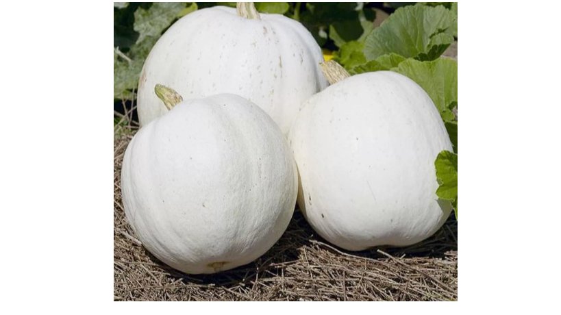 Casper Pumpkin Seeds White Cucurbito Pepo Vegetable Garden 10 Ct