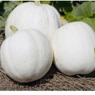 Casper Pumpkin Seeds White Cucurbito Pepo Vegetable Garden 10 Ct