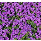 200+ Purple Rockcress Seeds  Flower Perennial Aubrieta Deltoida USA GROUND COVER