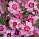 100+ Cottage Pinks Dianthus Seeds Flower Dianthus Plumarius
