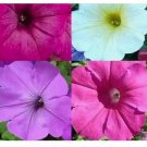 PETUNIA SEEDS HUMMINGBIRD MIX BUTTERFLIES FLOWERS CONTAINER NON-GMO GARDEN 2000+ Seeds