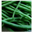 BLUE LAKE BUSH GREEN BEAN SEEDS | HEIRLOOM NON-GMO | FAST GROWING PROLIFIC 150+ Seeds