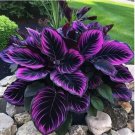 Purple Tip Calathea Couture Flower Indoor or Outdoor Beautiful Plant 15 Seeds